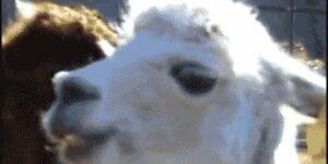 Quand j'écoute rien à ce qui se dit dans la visio et que j'entends soudain mon nom