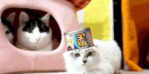 Quand le client me demande si je peux lui faire passer une petite évol rapidement