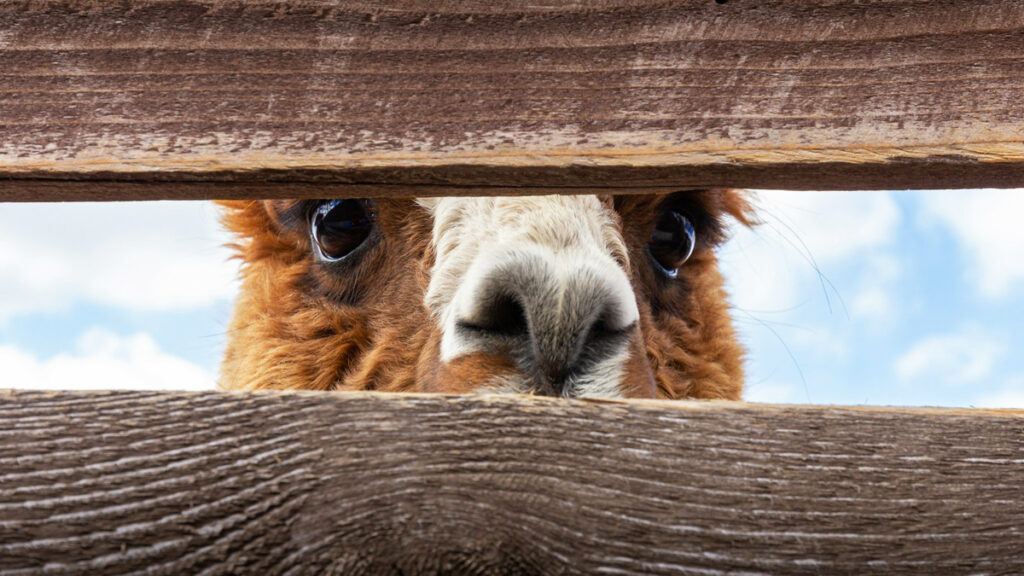 Meta soupçonné d'avoir triché pour faire briller son nouveau modèle Llama 4 dans les benchmarks d'IA