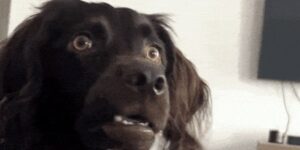 Quand ChatGPT me dit qu'il ne voit pas comment corriger mon bug et me demande si j'ai pensé à tout refactoriser