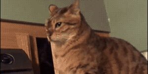 Quand quelqu'un vient me poser une question alors que je suis à fond sur mon code