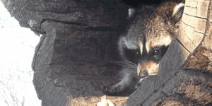 Quand on me file l'accès root au serveur de prod