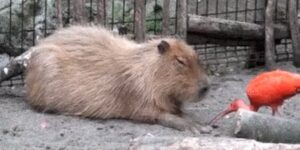 Quand on me sollicite après un gros repas d'équipe