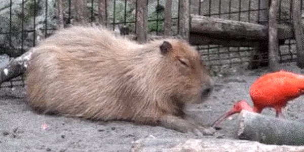 Quand on me sollicite après un gros repas d'équipe