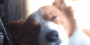 Quand je reçois une étoile sur mon projet GitHub