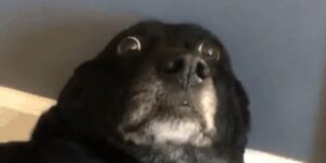 Quand j'entends le lead dev péter un câble en parlant de la fonctionnalité que j'ai développée