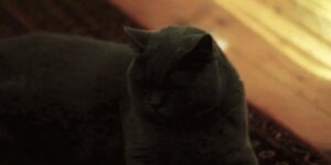 Quand le collègue dont j'ai dû gérer les tickets en son absence rentre de vacances