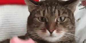 Quand on me transfère un ticket sans me prévenir