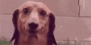 Quand je tombe sur un bug en pleine démo et que j'essaie de faire bonne figure