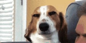 Quand je tombe sur une clé d'API partagée publiquement