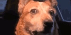 Quand je m'apprête à lancer un git status