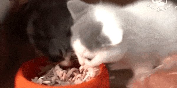 Quand quelqu'un me propose d'améliorer mon code