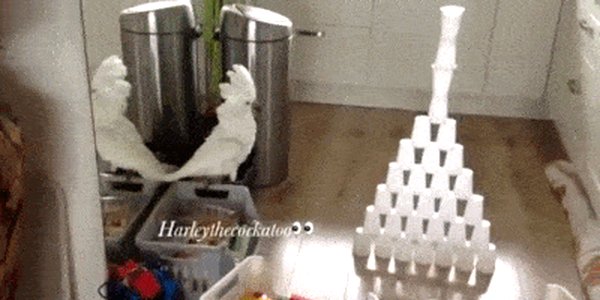 Quand je dis au QA qu'ils peuvent démarrer leurs tests sur mon code