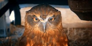 Quand le stagiaire nous propose de tout réécrire dans une nouvelle techno