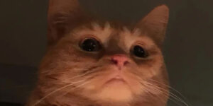 C'est n'importe quoi