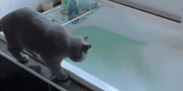 Quand le chef clique sur un bouton pas encore implémenté pendant la démo