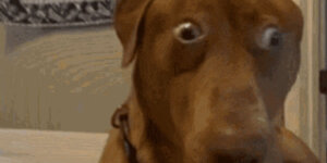 Quand je me rends compte que les mots de passe du projet legacy que j’ai récupéré sont stockés en clair