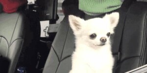 Quand je rejoins le daily après avoir fait une nuit blanche