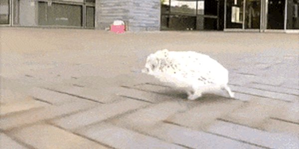 Quand j'apprends qu'il y a des croissants sur un autre plateau