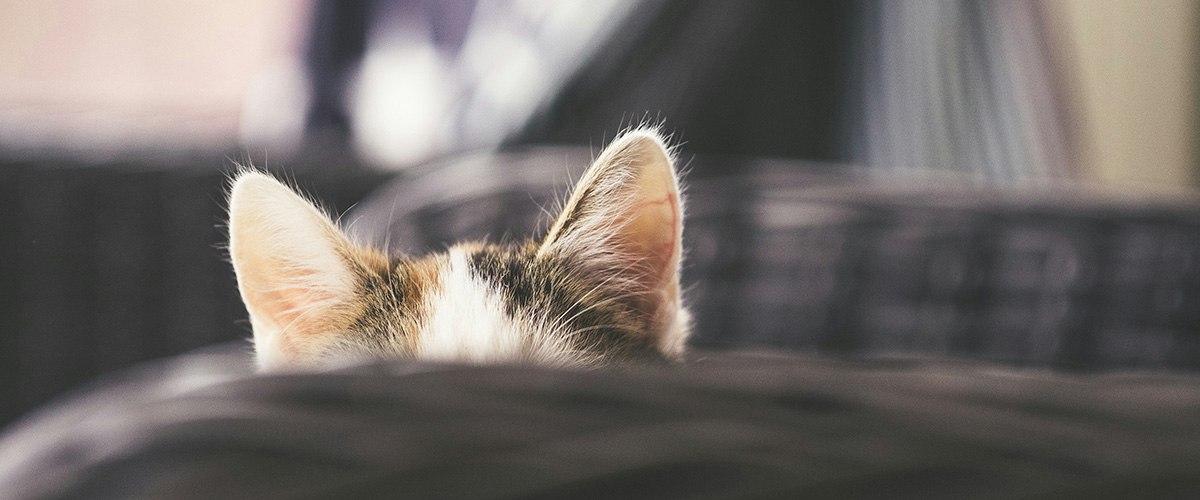 Des oreilles de chat