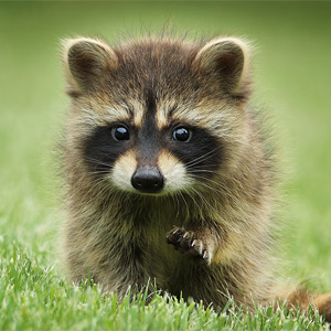 Ubuntu 26.04 LTS Resolute Raccoon est disponible en bêta