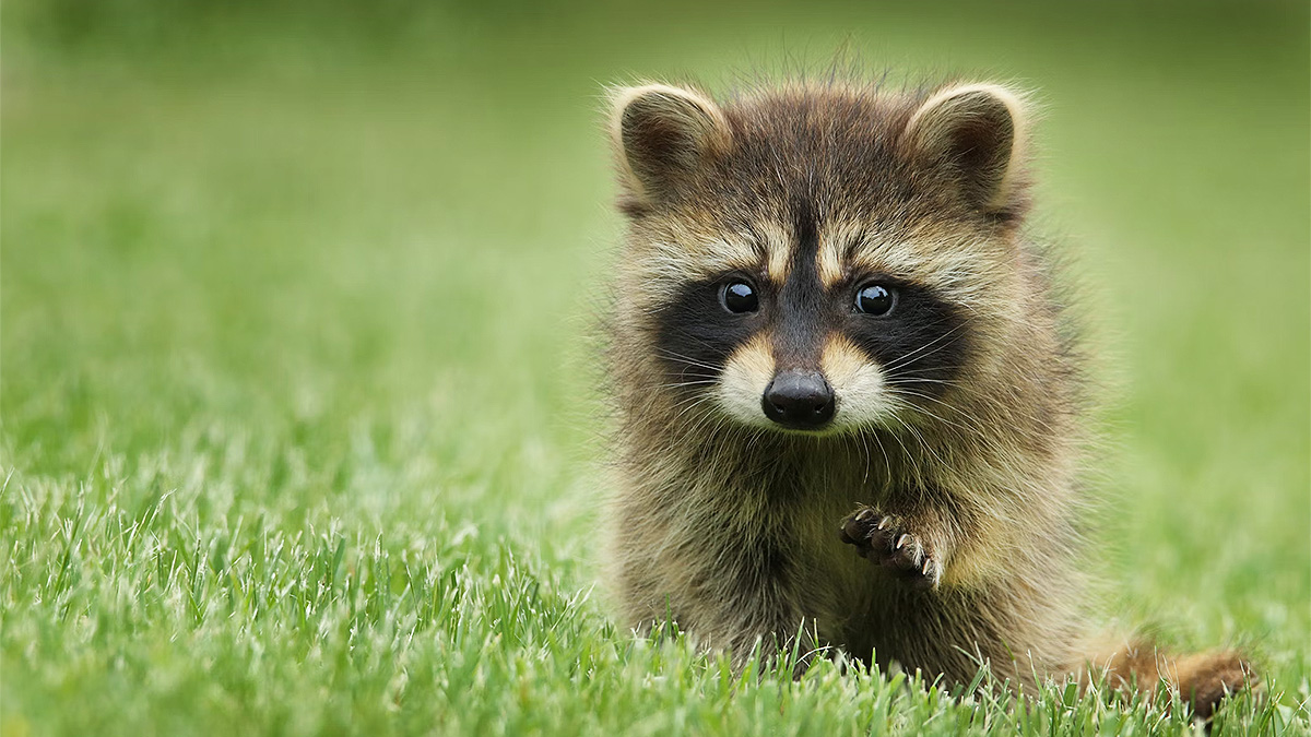 Ubuntu 26.04 LTS Resolute Raccoon est disponible en bêta