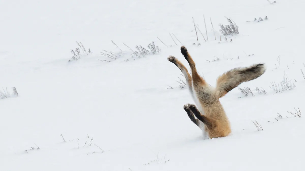 Un renard coincé dans la neige