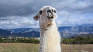 Ollama passe à MLX : l'IA locale sur Mac passe la seconde