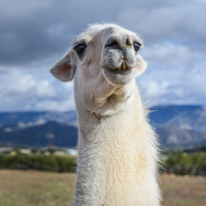 Ollama passe à MLX : l'IA locale sur Mac passe la seconde