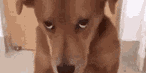 Quand je vais voir le chef pour lui demander un abonnement Claude Max