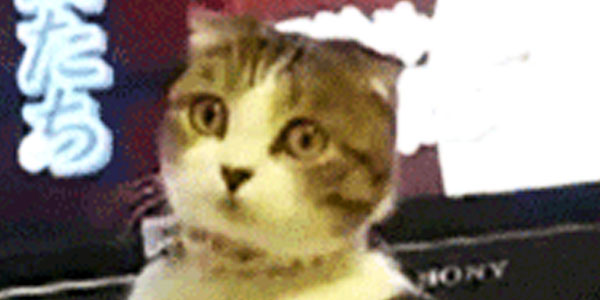 Quand le PO me colle trois stories de plus en plein sprint et que la deadline ne bouge pas d'un jour