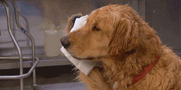 Quand c'est la canicule et que je dois quand même avancer sur mon code pour tenir la deadline