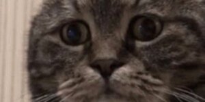 Quand je termine un dev compliqué et que le client demande s'il fallait vraiment le faire