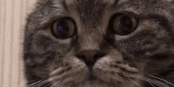 Quand je termine un dev compliqué et que le client demande s'il fallait vraiment le faire