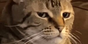 Quand je demande un accès aux ops et qu'ils me font ouvrir un ticket pour leur propre équipe