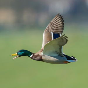 Un dev a créé un synthétiseur de canards plus canard que nature