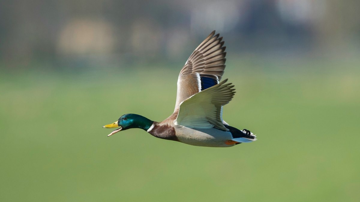 Un dev a créé un synthétiseur de canards plus canard que nature