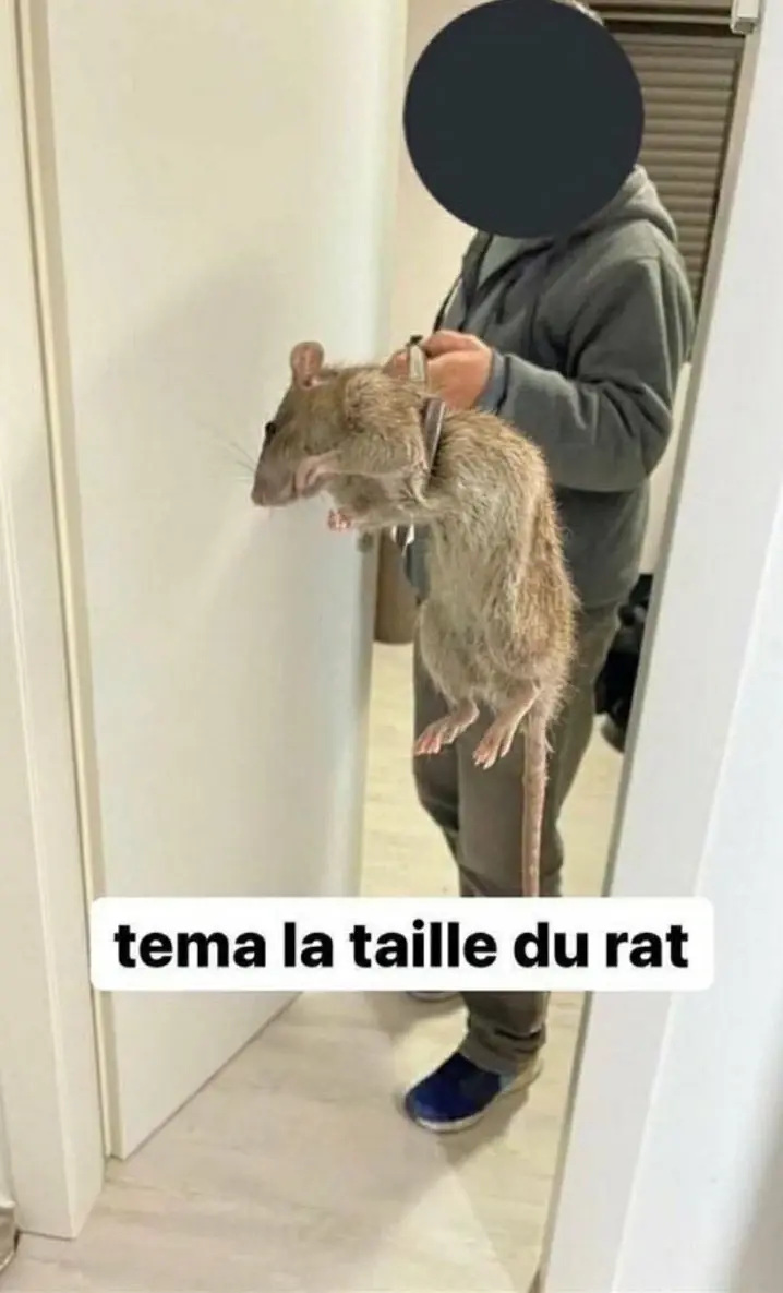 Un gros rat domestique tenu devant une porte, légendé tema la taille du rat